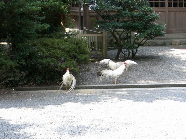 080811_niwatori.JPG